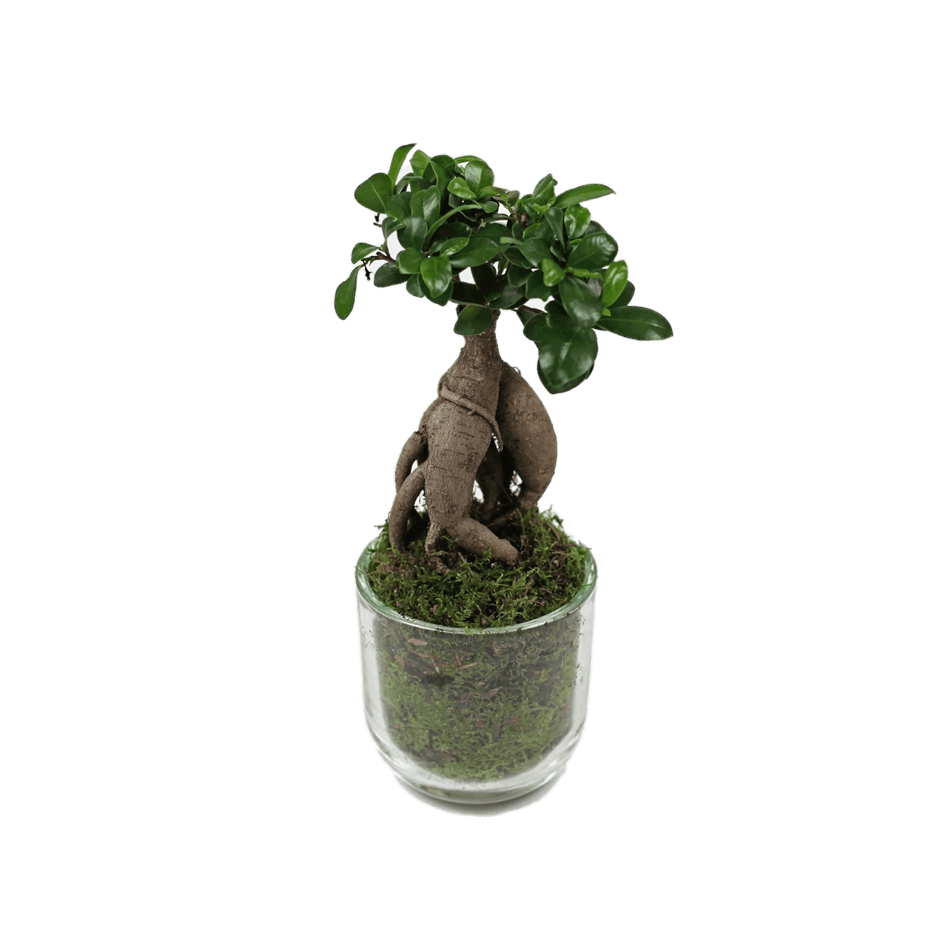 Potted plant with a glass container on a black background