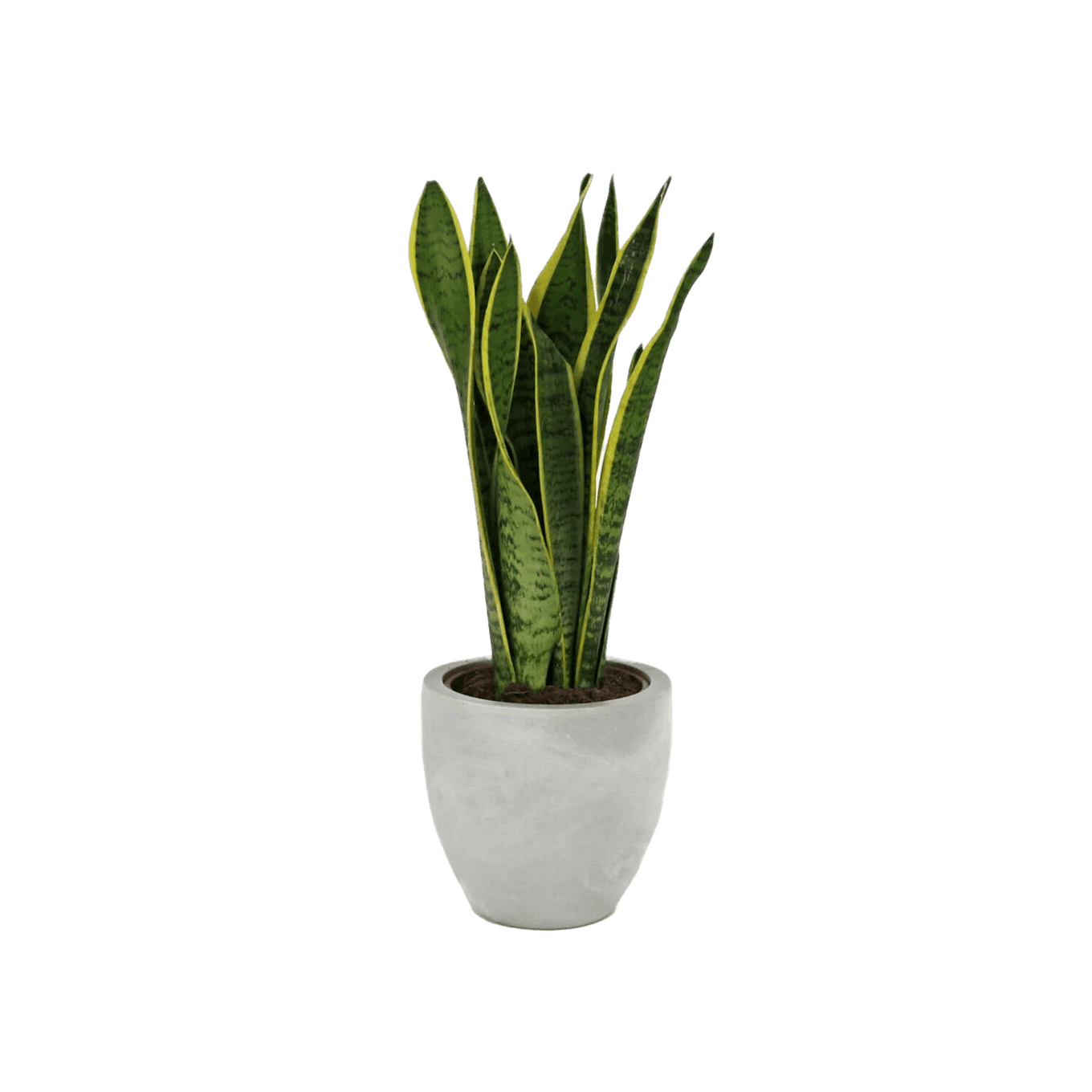 Potted snake plant on a white background