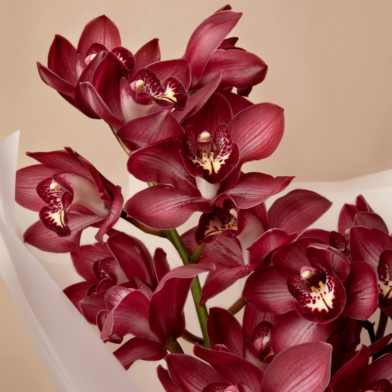 Are Lilies Toxic to Cats?
