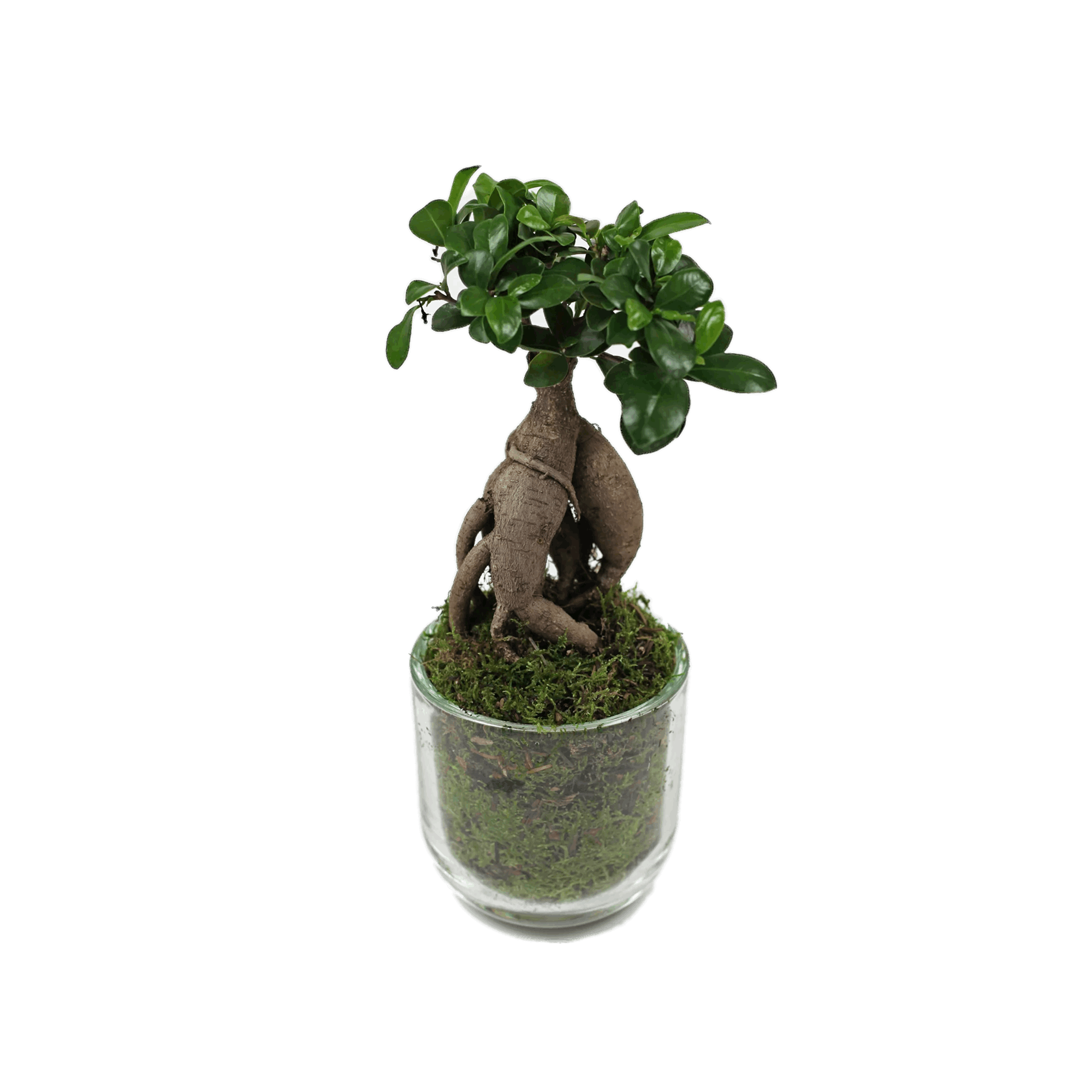 Ficus Ginseng Bonsai