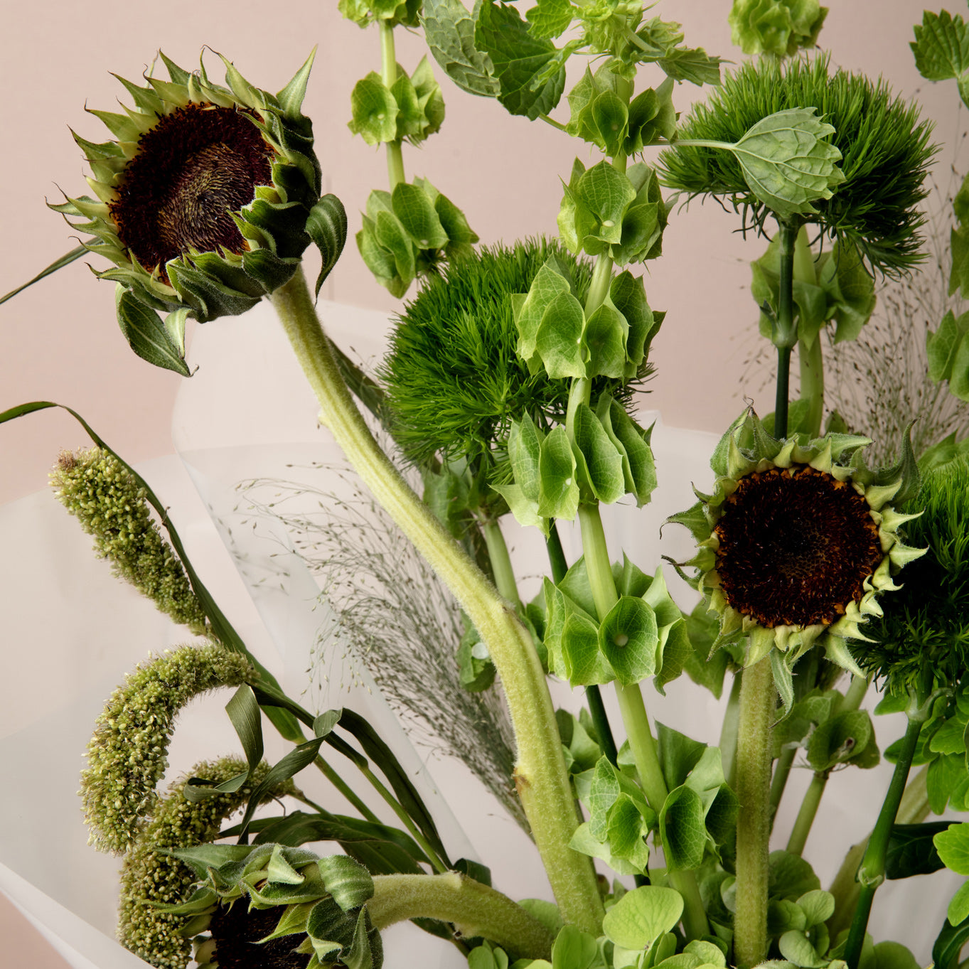 Close-up of green sunflowers and foliage with a neutral background