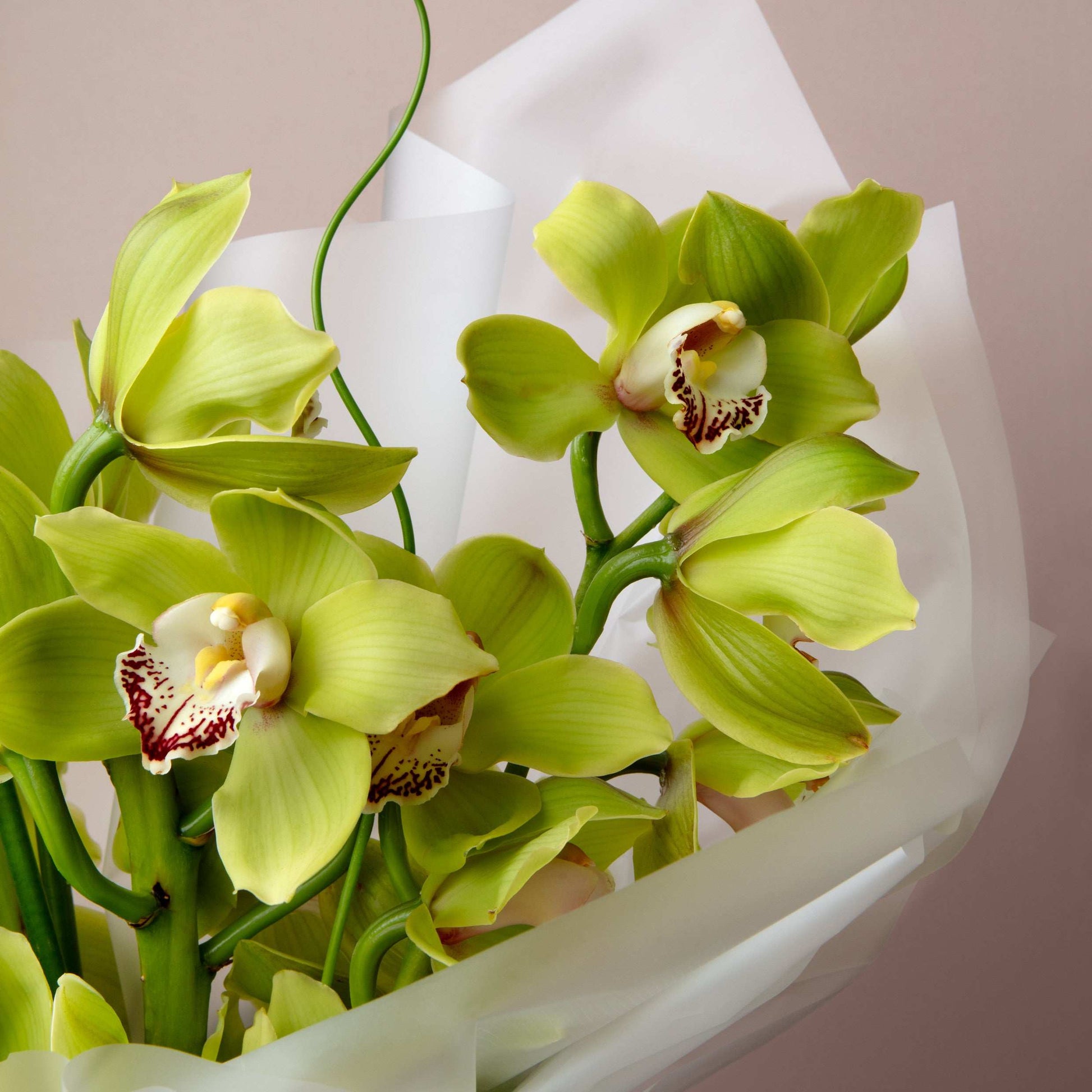 Bouquet of light green orchids with white paper wrapping on a beige background