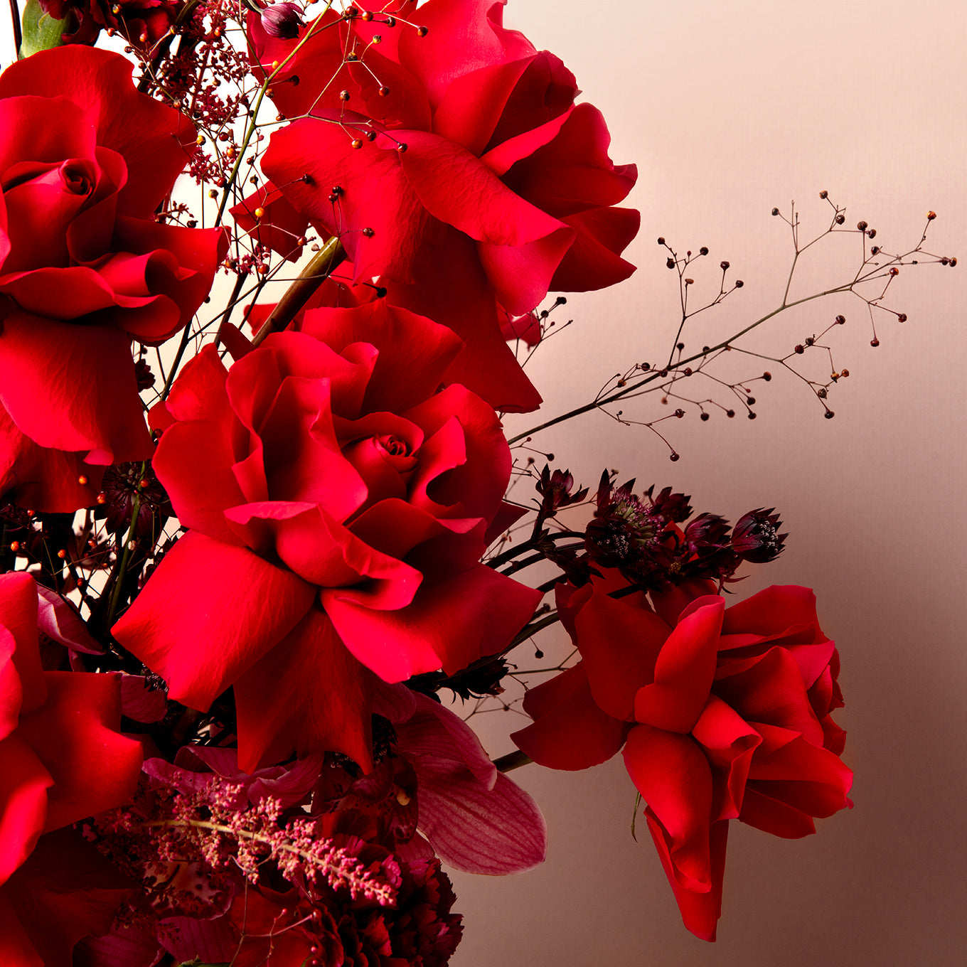 Close-up of vibrant red flowers with a neutral background