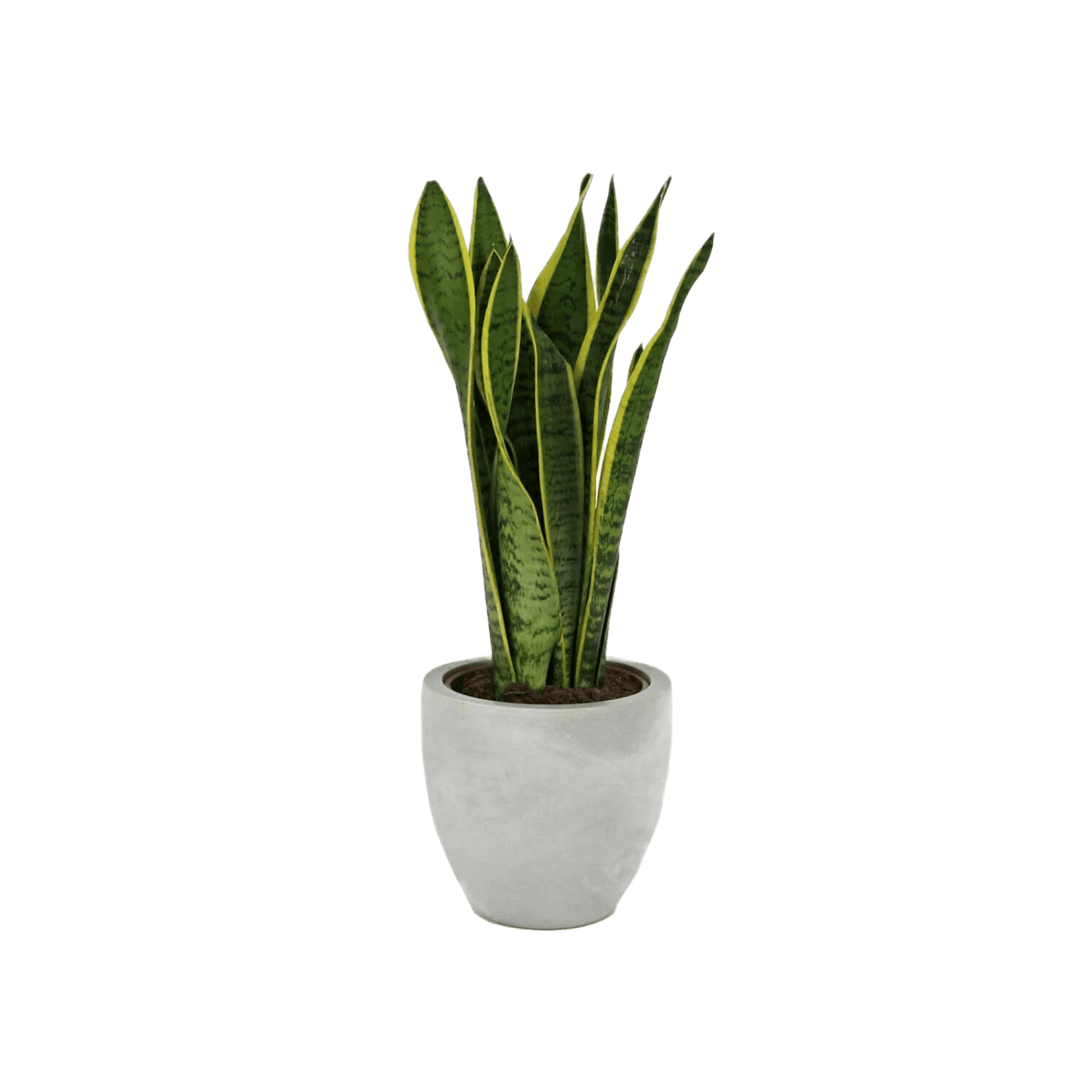 Potted snake plant on a white background