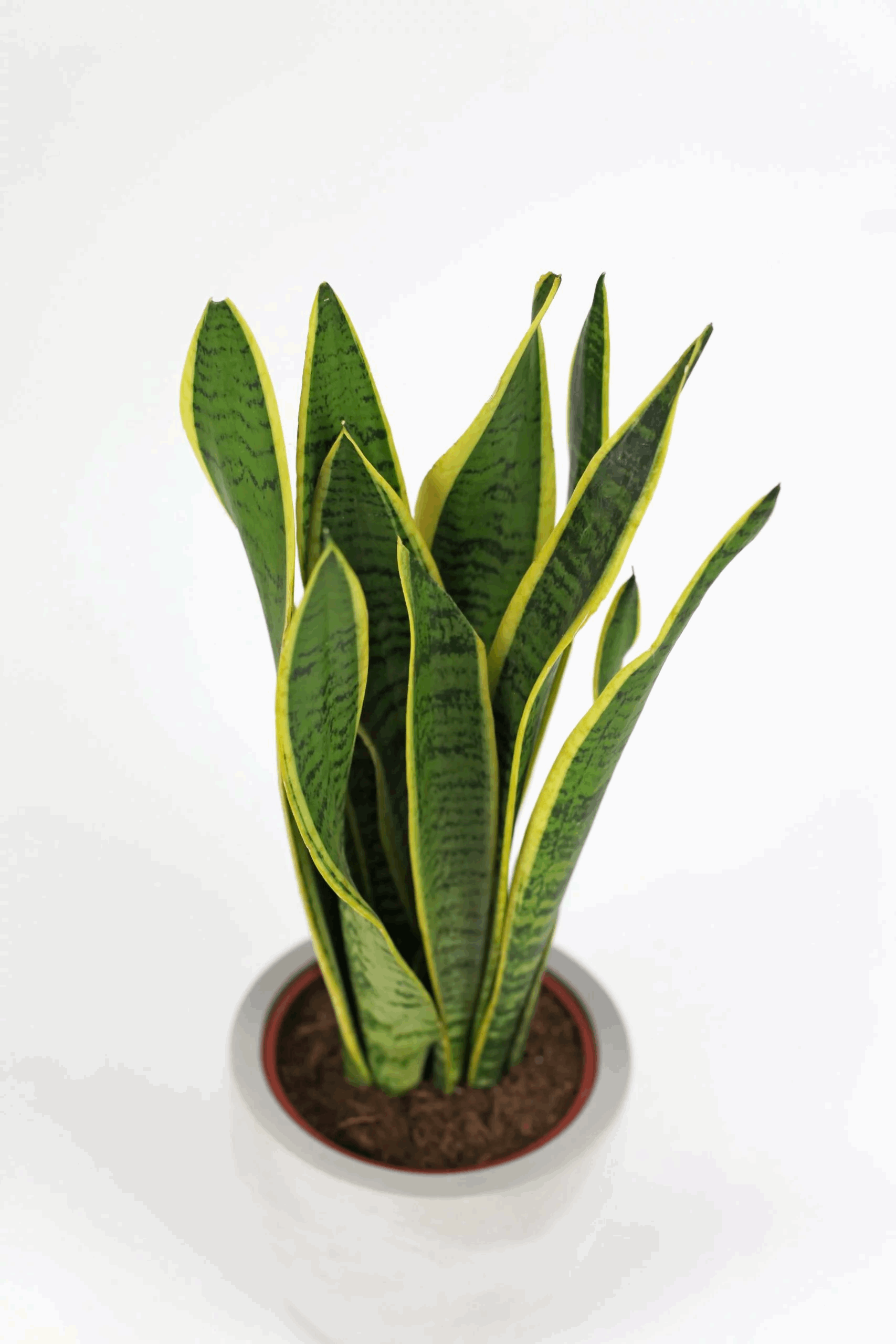 Potted snake plant with green leaves and yellow edges on a white background