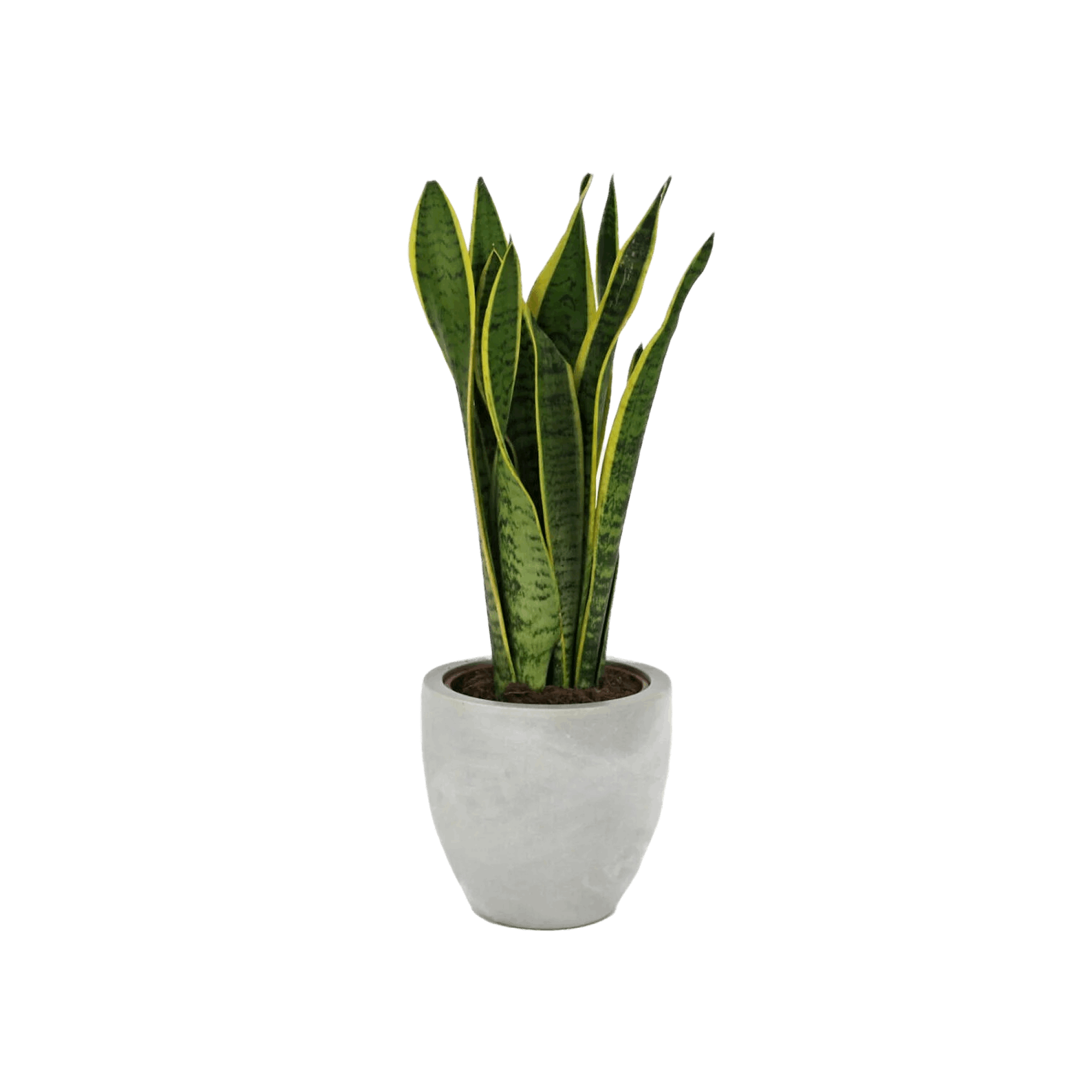 Snake Plant