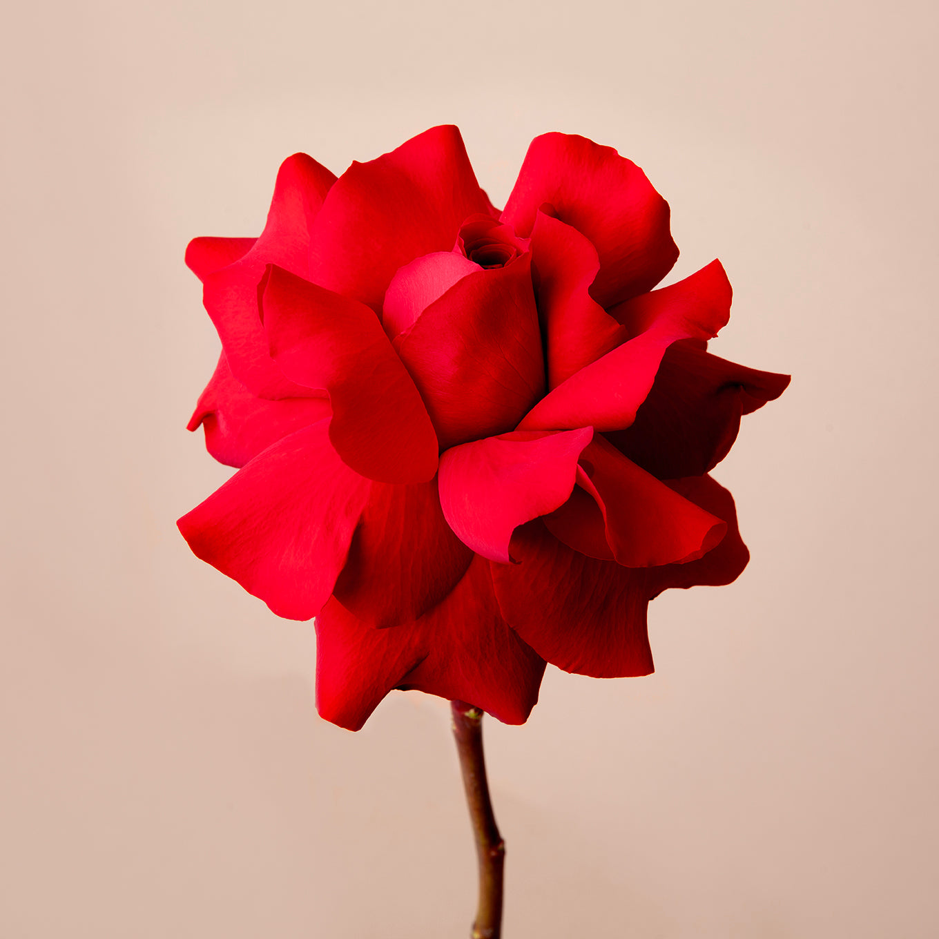 Single red rose on a beige background