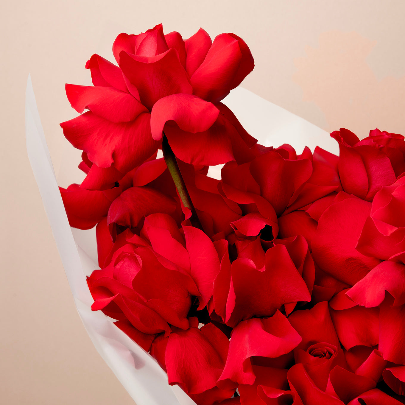 Bouquet of red flowers close up